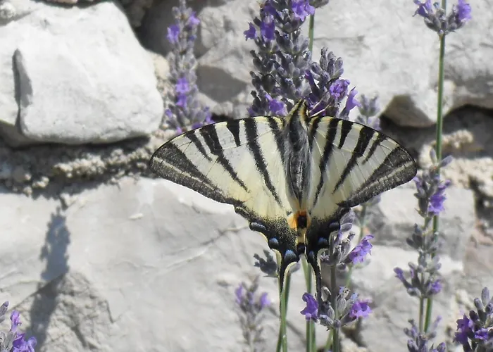 Semesterbostad House Klementina